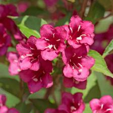 Weigelia