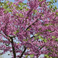 arbre de judée