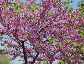 arbre de judée plantation