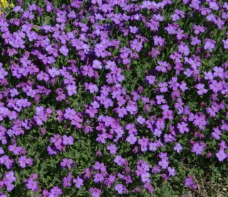 aubriete