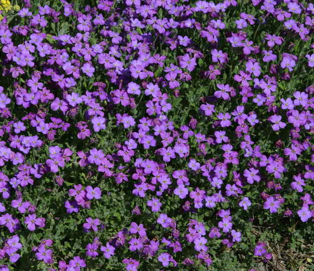 Aubriète : plantation, floraison et conseils d'entretien