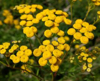 immortelle d'italie