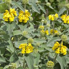 sauge de jerusalem phlomis fruticosa