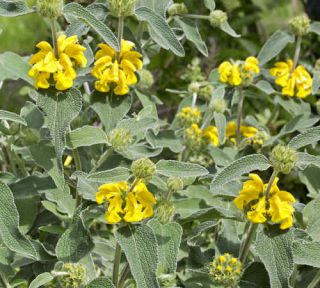 sauge de jerusalem phlomis fruticosa plantation semis