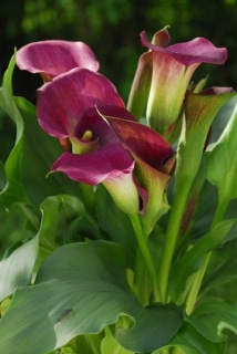 Zantedeschia en pot