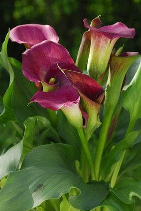 Zantedeschia