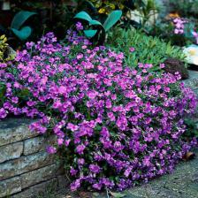 Aubriete