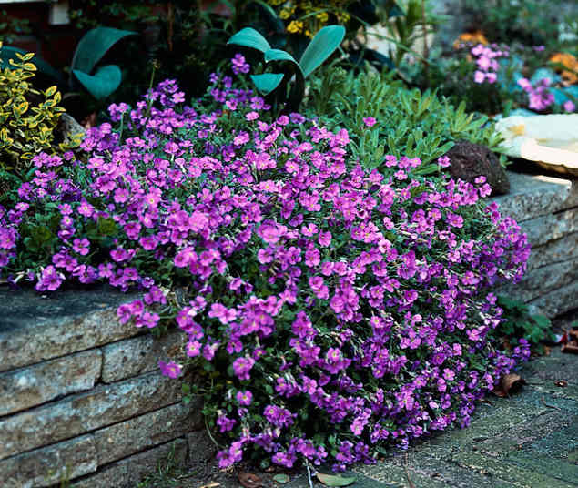 Aubriète