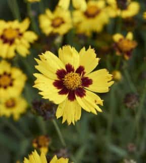 coreopsis