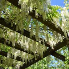 Glycine pergola