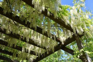 Glycine pergola