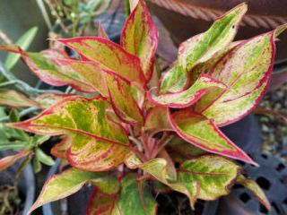 aglaonema