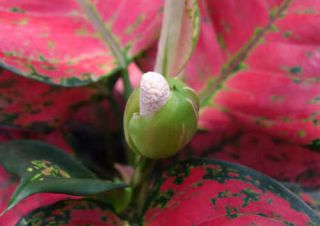 aglaonema