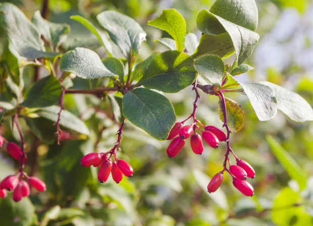 berberis epine vinette