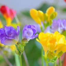 freesia