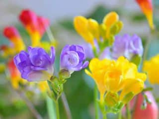 freesia