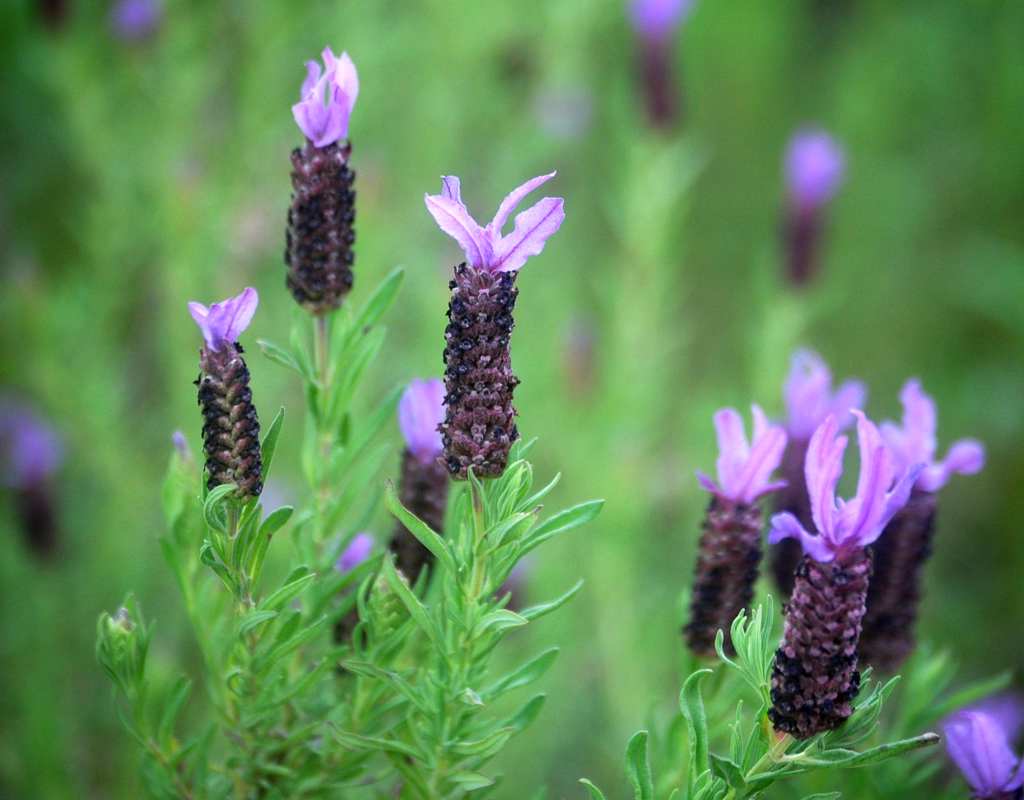 French lavender blossoms just opening up.