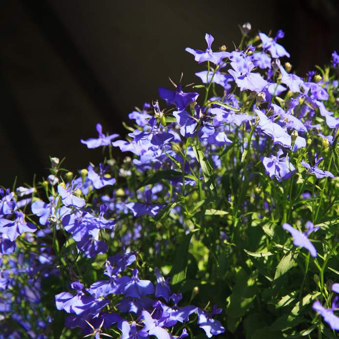 lobelie lobelia