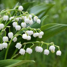 muguet