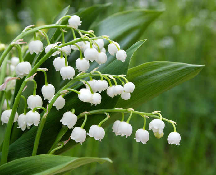 Des fleurs en religion chrétienne: vertus, miracles et symbolique Muguet