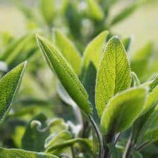 sauge officinale