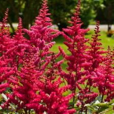 Astilbe