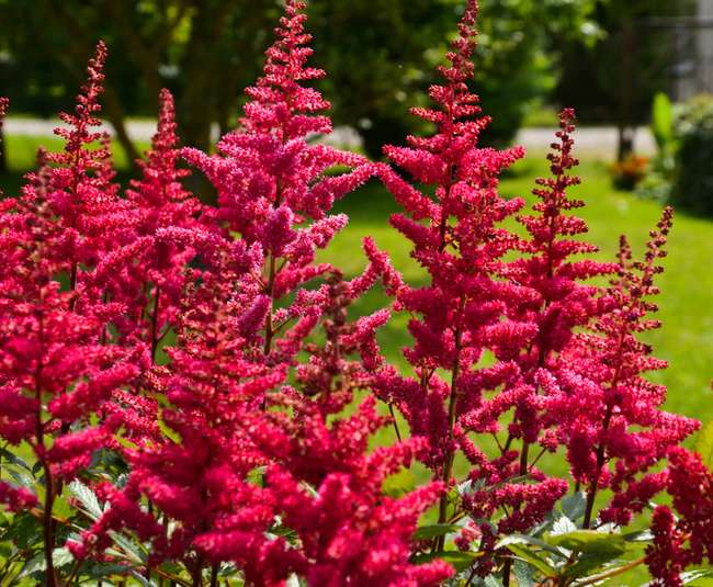 Astilbe