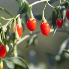 Goji