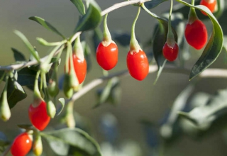 Goji fruit