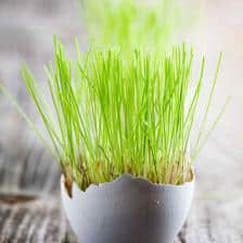astuces recuperation jardin jardinage