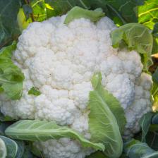 Cauliflower, everything there is to know about growing it