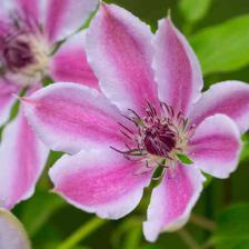 clematite