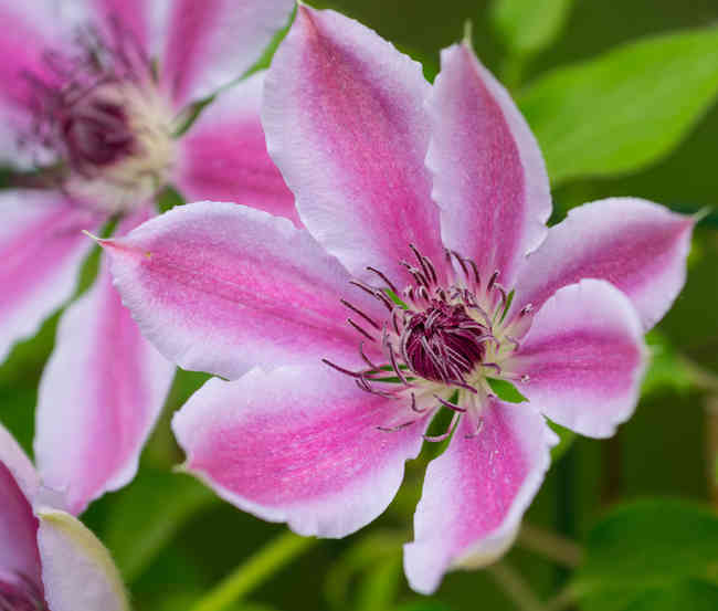 Clématite : plantation, taille, floraison et conseils d'entretien