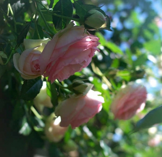 rosier pierre de ronsard plantation 