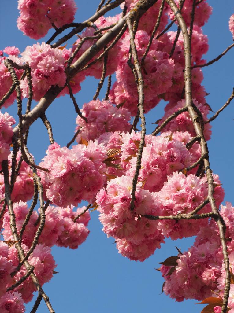Japanese cherry tree - planting, pruning, & caring for this astounding tree
