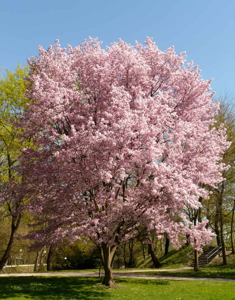 Ornamental cherry tree - advice on planting, pruning and care