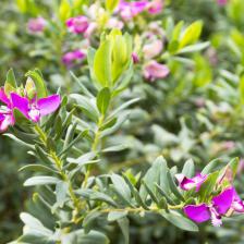 polygala myrtifolia