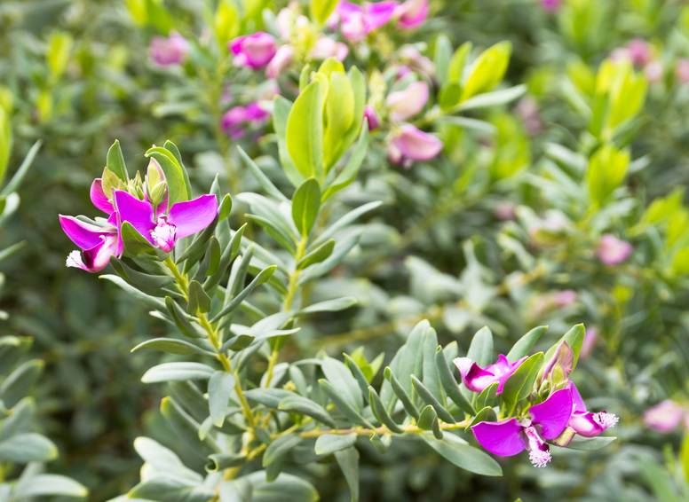 polygala myrtifolia