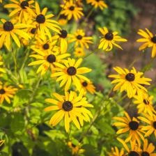rudbeckia