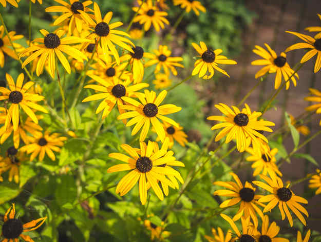 rudbeckia