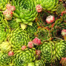 succulente interieur exterieur