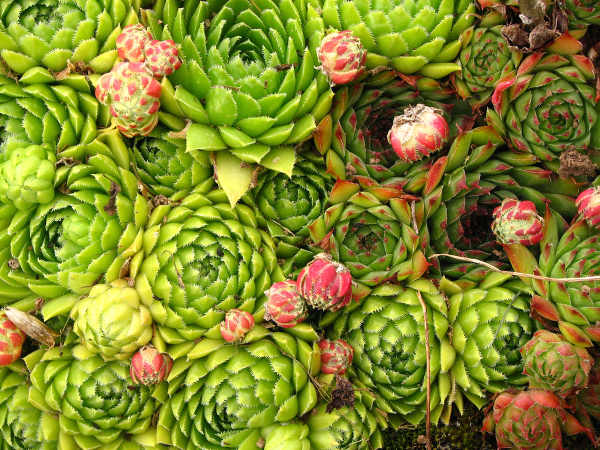 succulente interieur exterieur