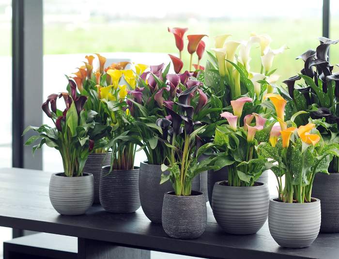 Calla et anthurium : des fleurs colorées en intérieur