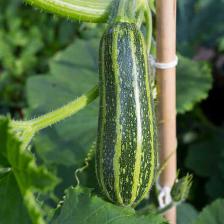 Zucchini, a delicious vegetable that is easy to grow
