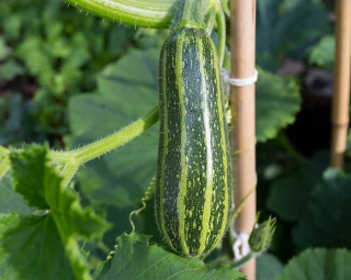 Courgette plantation extérieur