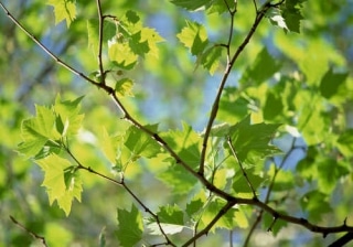 Platane croissance