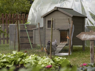 poule jardin poulailler