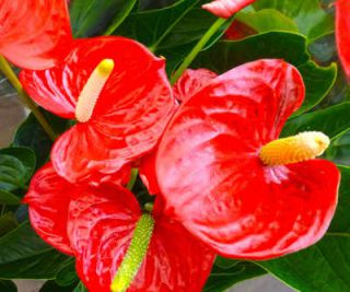 anthurium