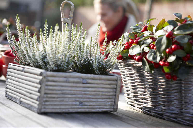 Plantes vertes pour balcon et terrasse en hiver