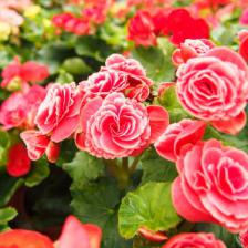 Begonia